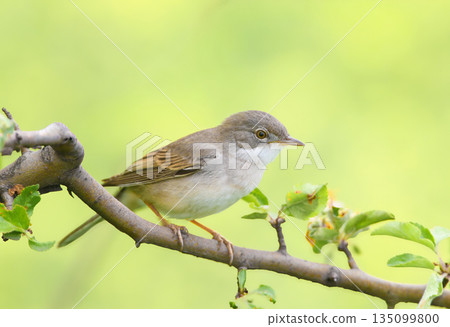 The common whitethroat or greater whitethroat (Curruca communis) 135099800