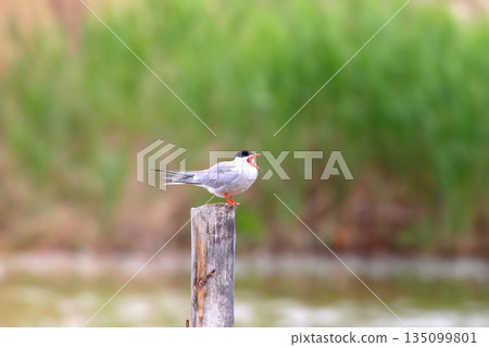 Solitude common tern (Sterna hirundo) Solitude common tern (Sterna hirundo) 135099801