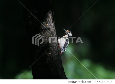The Mysterious Woodpecker 135099802
