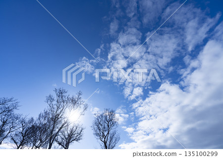 冬日的天空、雲彩和樹木 冬日的天空、雲彩和樹木 135100299