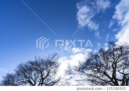Winter sky, clouds and trees Winter sky, clouds and trees 135100301