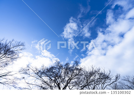 Winter sky, clouds and trees Winter sky, clouds and trees 135100302