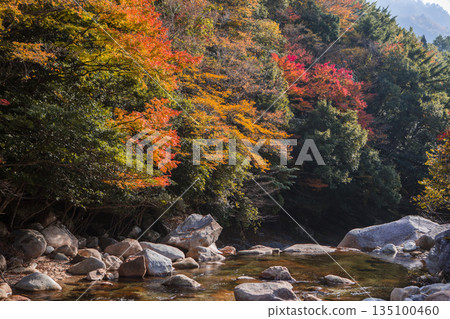 Autumn leaves of the Kagawa valley 135100460