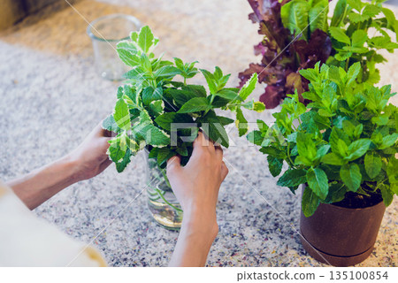 玻璃容器中盛裝的薄荷葉室內綠植擺設 玻璃容器中盛裝的薄荷葉室內綠植擺設 135100854