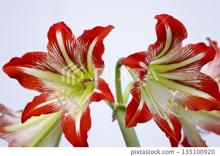 Amaryllis flowers blooming with red and white stripes 135100920