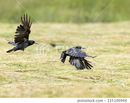 Rooks flying low over a cut grass field in Haczow 135100948