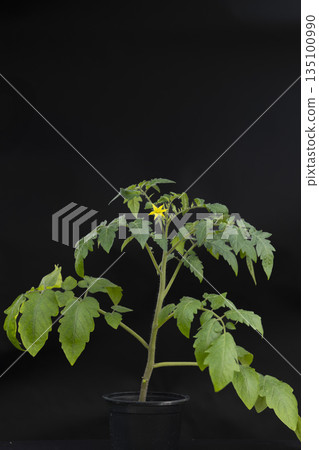 Tomato plant growing and flowering in black pot 135100990