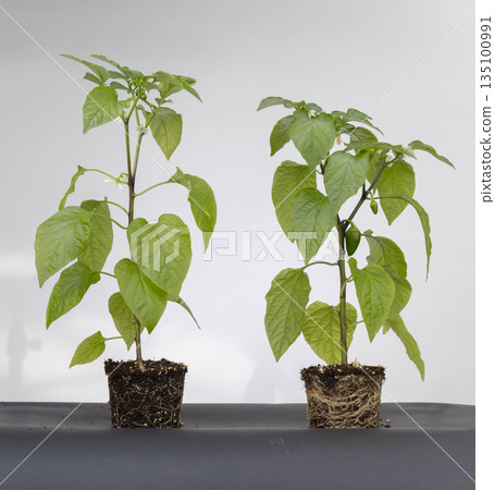 Pepper plants developing root systems for growth comparison Pepper plants developing root systems for growth comparison 135100991