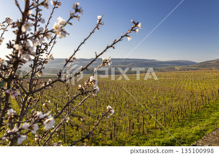 Almond blossoms blooming over Chassagne Montrachet vineyards in spring Almond blossoms blooming over Chassagne Montrachet vineyards in spring 135100998