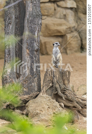 Meerkat standing on tree stump looking vigilant in Prague Meerkat standing on tree stump looking vigilant in Prague 135101007