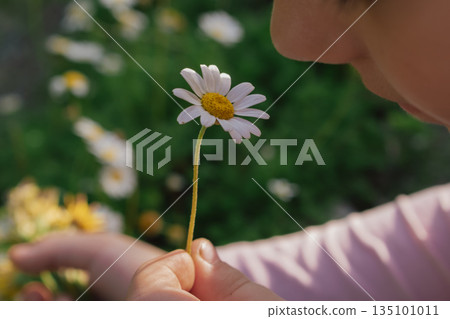 aesthetic macro portrait: child's face next to a perfectly formed daisy in soft daylight aesthetic macro portrait: child's face next to a perfectly formed daisy in soft daylight 135101011