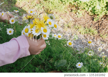 child's hand holding a bouquet of wildflowers: innocent summer interaction with nature child's hand holding a bouquet of wildflowers: innocent summer interaction with nature 135101092