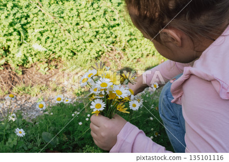 golden hour light: child gathering a bouquet of daisies in a sunlit summer flower field golden hour light: child gathering a bouquet of daisies in a sunlit summer flower field 135101116
