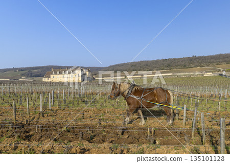 Horse plowing vineyard soil in Vougeot, Bourgogne, France 135101128