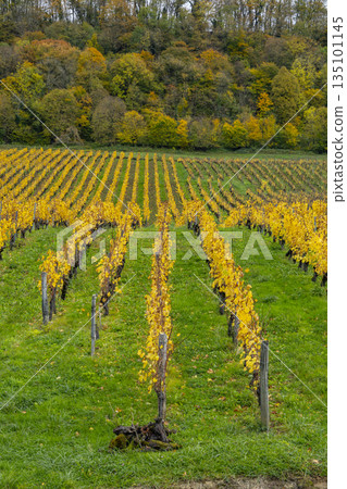 Chateau Chalon vineyard rows displaying autumn colors Chateau Chalon vineyard rows displaying autumn colors 135101145
