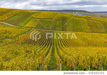Grauves vineyards showing autumn colors in Champagne region Grauves vineyards showing autumn colors in Champagne region 135101151