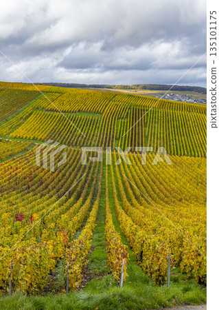 Grauves vineyard rows transforming creating autumn champagne landscape 135101175