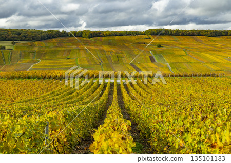 Vineyard landscape displaying golden autumn colors in Grand Est, France 135101183