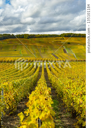 Champagne vineyards showing vibrant autumn colors 135101184