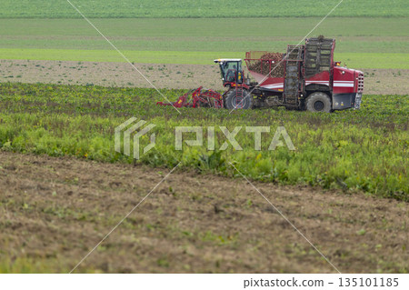 Red sugar beet harvester working in Vert Toulon field 135101185