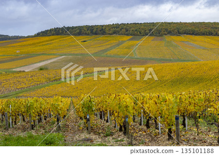 Golden autumn vineyard rows in Chichee, Bourgogne Franche Comte France Golden autumn vineyard rows in Chichee, Bourgogne Franche Comte France 135101188