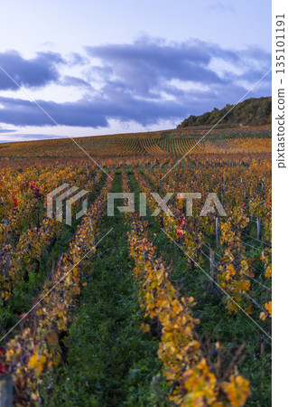 Autumn vineyard changing colors in Cote d'Or France Autumn vineyard changing colors in Cote d'Or France 135101191