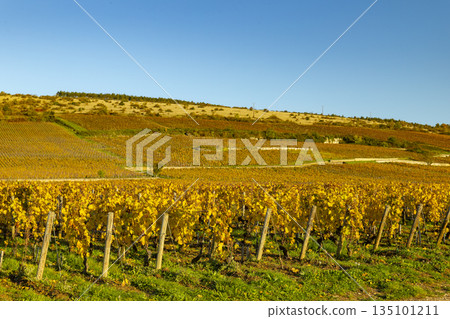 Autumnal Nuits Saint Georges vineyards displaying golden foliage in Burgundy, France Autumnal Nuits Saint Georges vineyards displaying golden foliage in Burgundy, France 135101211