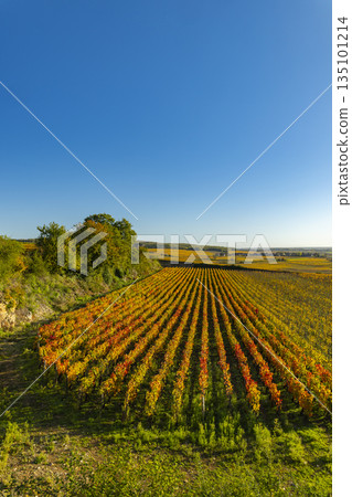 Bourgogne vineyards presenting vibrant autumn colors under blue sky 135101214