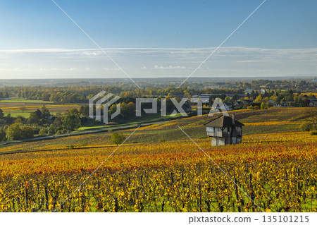 Bourgogne vineyard landscape with cabotte in Ladoix Serrigny 135101215