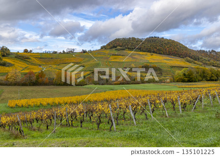 Chateau Chalon vineyard landscape displaying golden autumn leaves in Jura France Chateau Chalon vineyard landscape displaying golden autumn leaves in Jura France 135101225