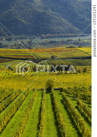 Wachau valley vineyards in autumn with Danube river 135101241
