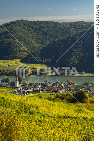 Weisenkirchen in der Wachau village along Danube River with autumn vineyards Weisenkirchen in der Wachau village along Danube River with autumn vineyards 135101242