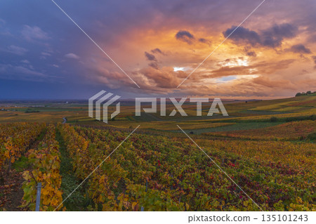 Vineyards changing colors during dramatic sunset in Bouzy, France Vineyards changing colors during dramatic sunset in Bouzy, France 135101243