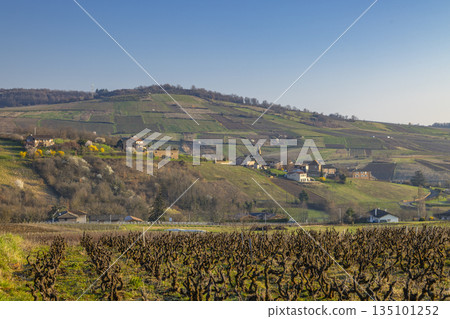 Vineyards surrounding Saint Amour Bellevue village in Bourgogne Franche Comte Vineyards surrounding Saint Amour Bellevue village in Bourgogne Franche Comte 135101252