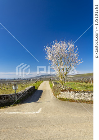 Blossoming tree marking entrance to Volnay vineyards 135101261