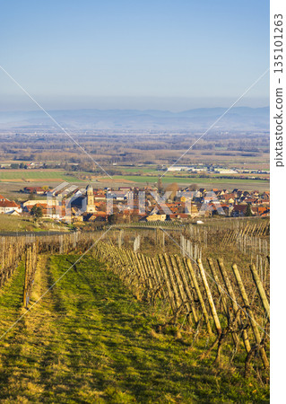 Alsace vineyard landscape overlooking Saint Hippolyte village and valley Alsace vineyard landscape overlooking Saint Hippolyte village and valley 135101263