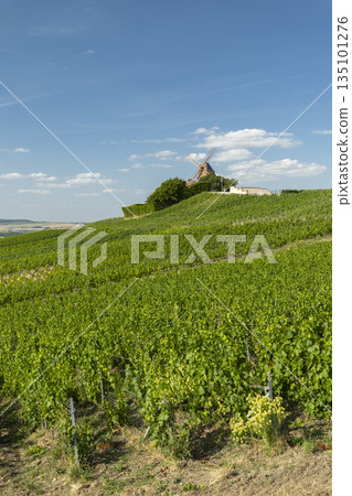 Verzenay windmill on hill overlooking champagne vineyards 135101276