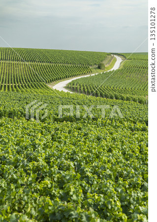 Winding road through green vineyards in Val de Livre, France Winding road through green vineyards in Val de Livre, France 135101278