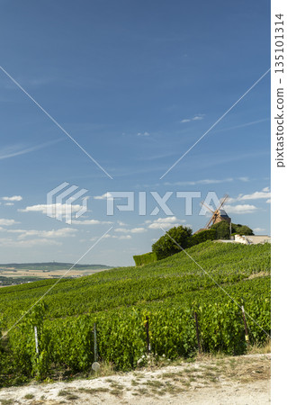 Verzenay windmill overlooking green Champagne vineyards Verzenay windmill overlooking green Champagne vineyards 135101314