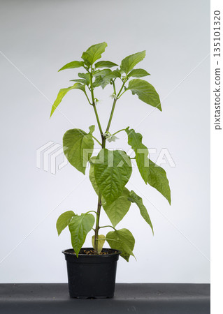 Pepper plant seedling with green leaves growing in a pot Pepper plant seedling with green leaves growing in a pot 135101320