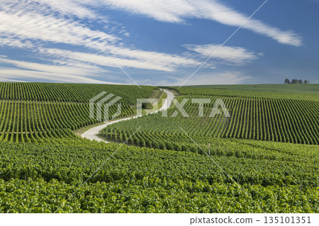Winding road crossing val de livre Champagne vineyards Winding road crossing val de livre Champagne vineyards 135101351