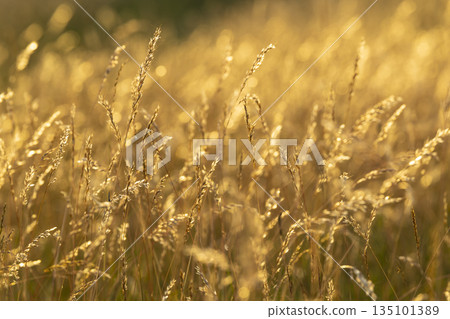 Golden grass field shimmering in warm sunset light Golden grass field shimmering in warm sunset light 135101389