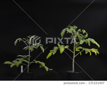Tomato plants showing growth comparison on black background Tomato plants showing growth comparison on black background 135101407