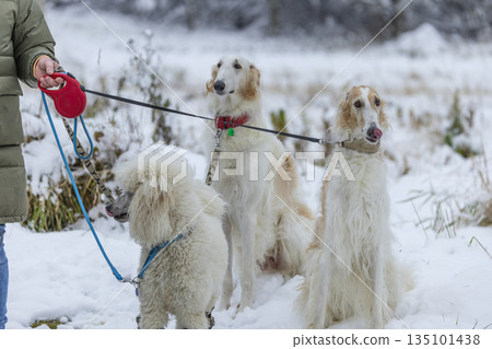 Owner walking borzoi and poodle dogs in winter snow 135101438