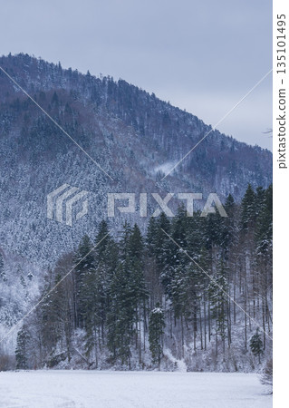 Winter forest landscape in Kubochna, Slovakia with snow 135101495
