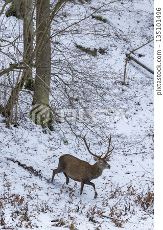 Red deer stag walking through snowy Kubochna forest Red deer stag walking through snowy Kubochna forest 135101496