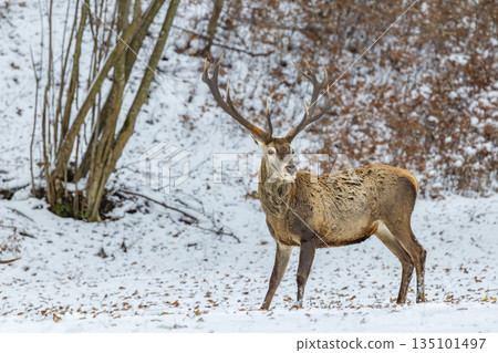 Red deer stag standing in snowy winter forest 135101497