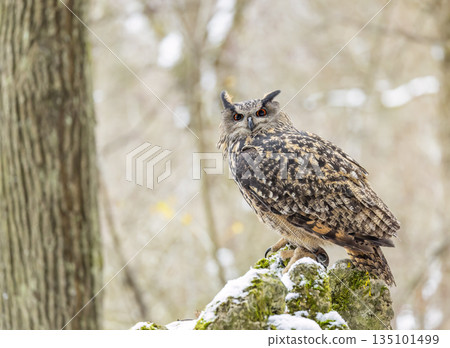 Eurasian eagle owl perching in winter forest 135101499