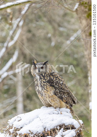 Eurasian eagle owl perching on snowy mound in Kubochna, Slovakia 135101500