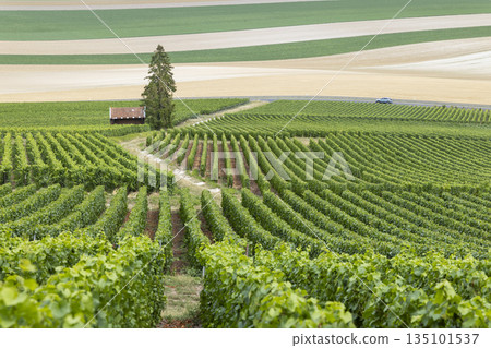 Champagne vineyard rows stretching across rural France Champagne vineyard rows stretching across rural France 135101537
